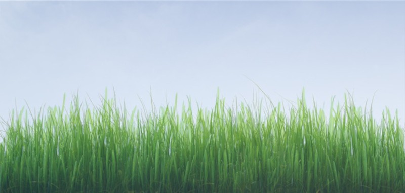 gras in kikkerperspectief met blauwe lucht